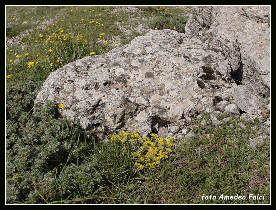 Odontarrhena nebrodensis (=Alyssum nebrodense) / Alisso delle Madonie